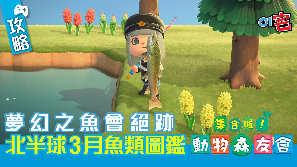 動物之森 動物森友會 攻略北半球3月魚類圖鑑釣夢幻魚技巧 動物之森 動物森友會 攻略北半球3月魚類圖鑑釣夢幻魚技巧