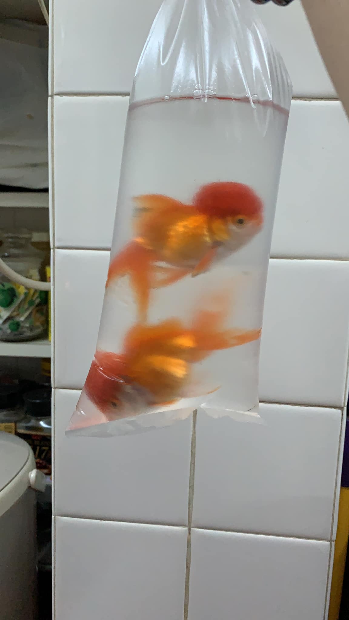 好人好事丨小龜金魚被棄養丟到柴灣街頭好心人救回極速助尋新家 香港01 熱爆話題 好人好事丨小龜金魚被棄養丟到柴灣街頭好心人救回極速助尋新家 香港01 熱爆話題