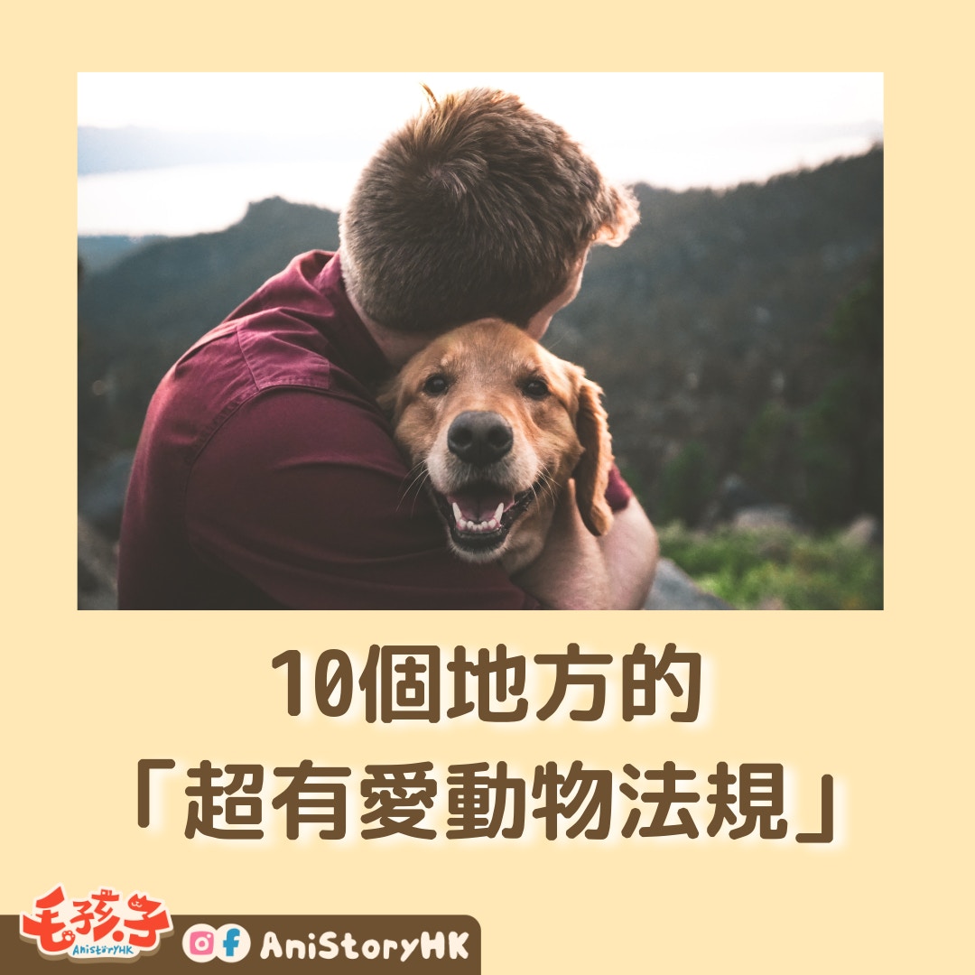 10個地方的「超有愛動物法規」（unsplash@Eric Ward／01製圖）