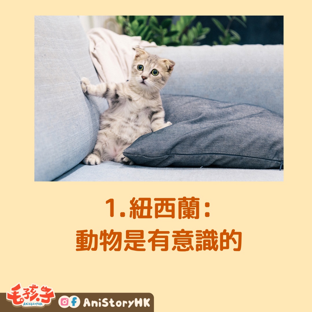 10個地方的「超有愛動物法規」（unsplash@Tran Mau Tri Tam／01製圖）