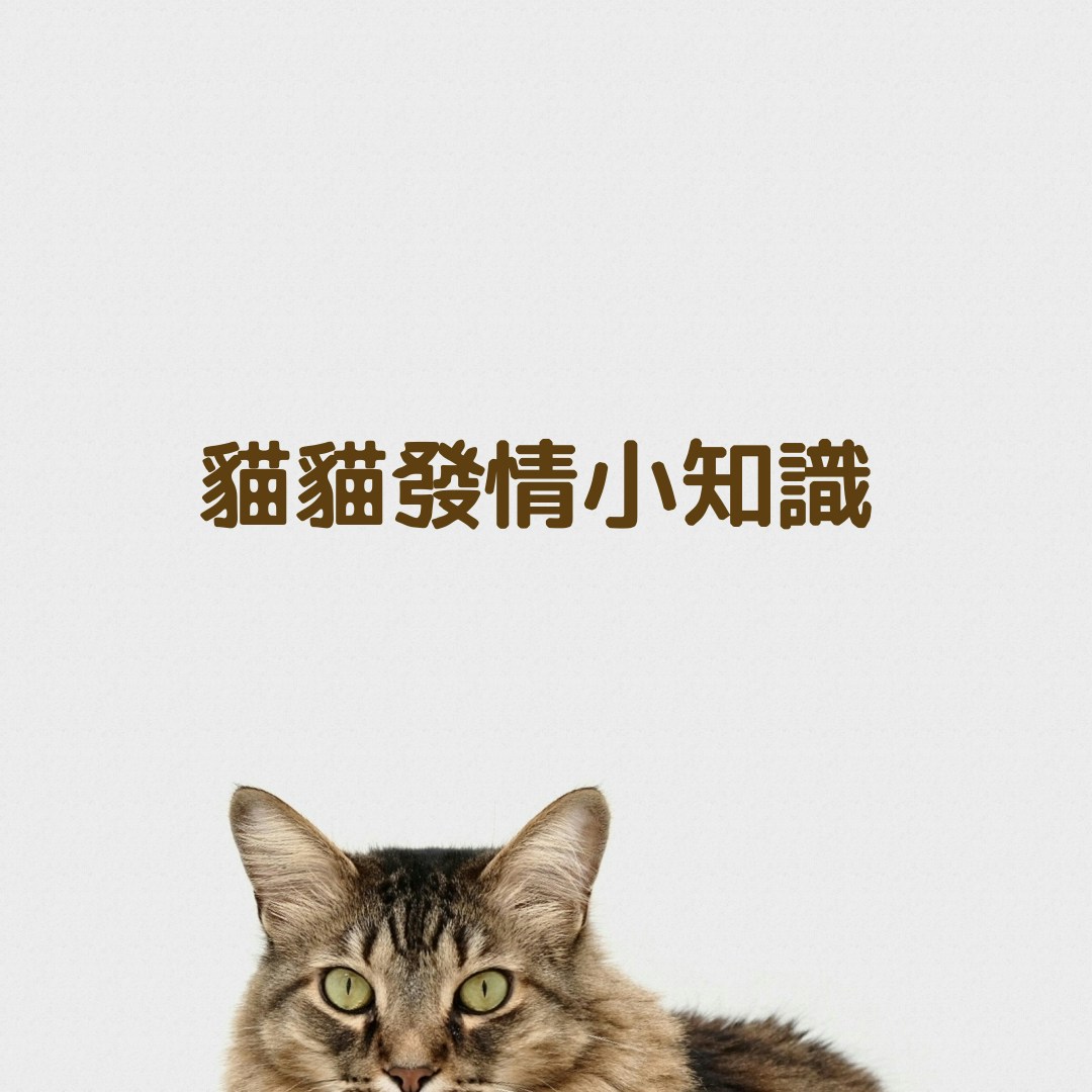 貓絕育】貓貓交配時無快感只有痛苦? 4個理由決斷為貓絕育|香港01|寵物