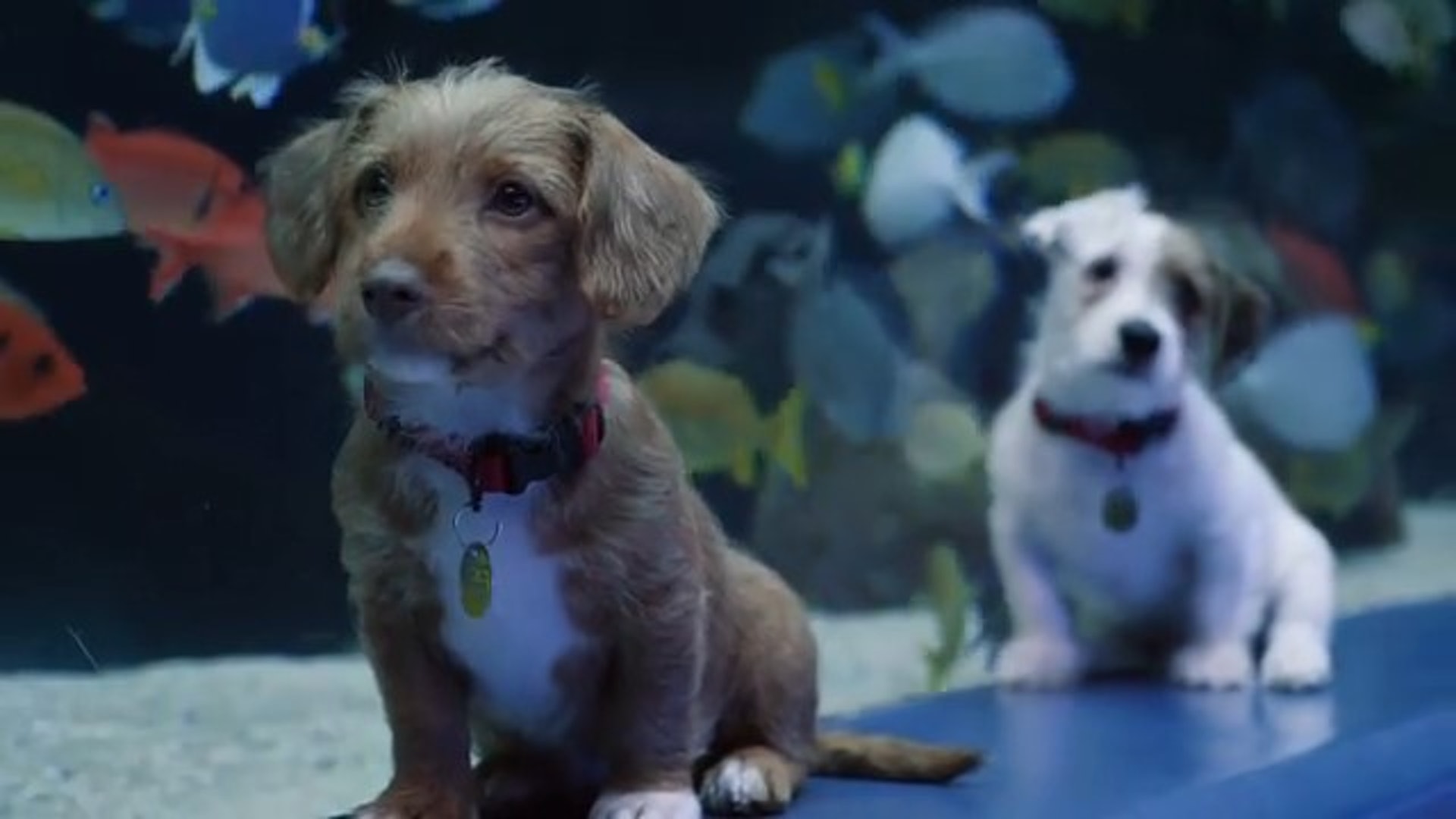 美國喬治亞州(Georgia)一間水族館日前招待了兩隻幼犬。(Instagram@georgiaaquarium) 美國喬治亞州(Georgia)一間水族館日前招待了兩隻幼犬。(Instagram@georgiaaquarium)