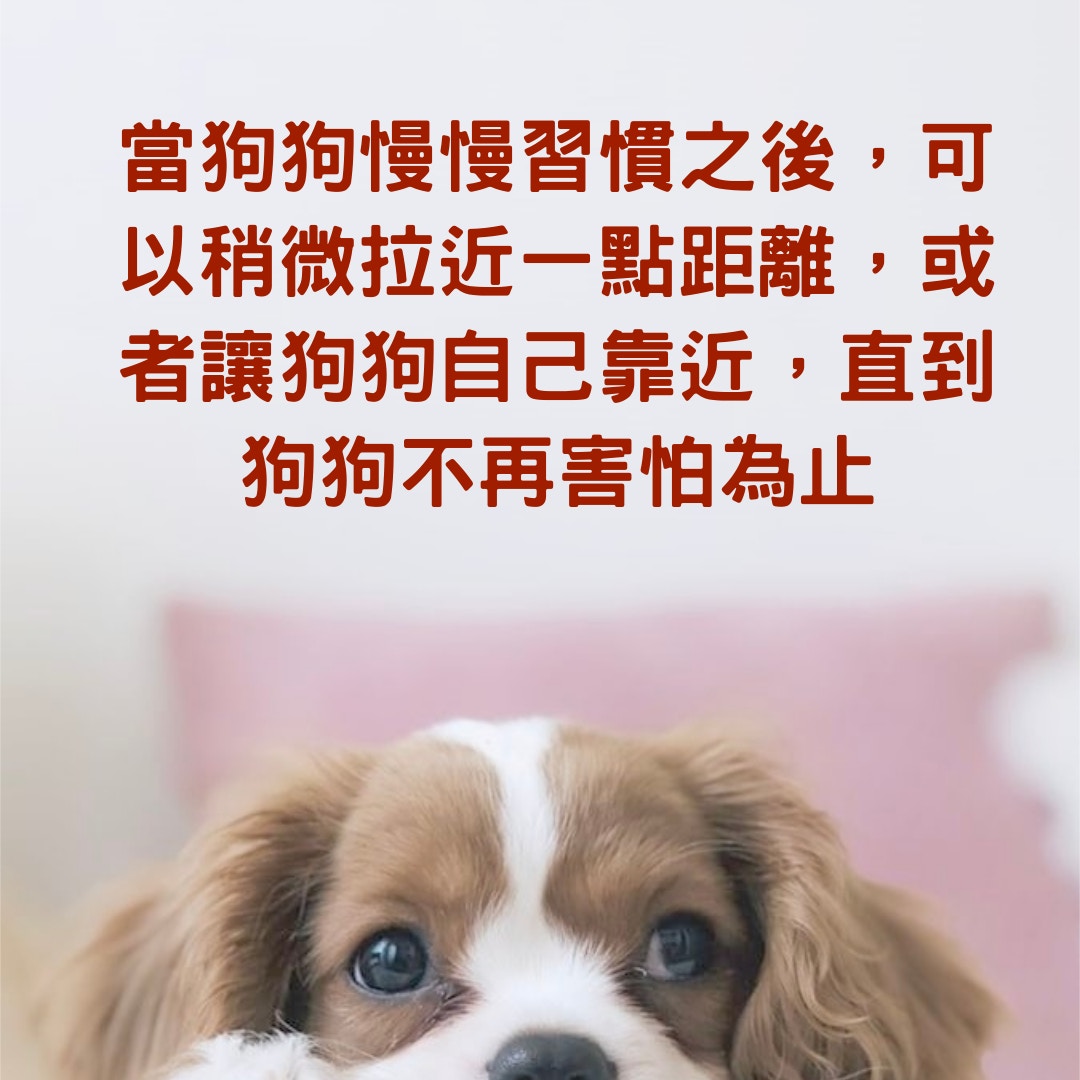 德國牧羊犬 可憐狗患疥癬剩下皮包骨被領養後結局超感人 香港01 寵物