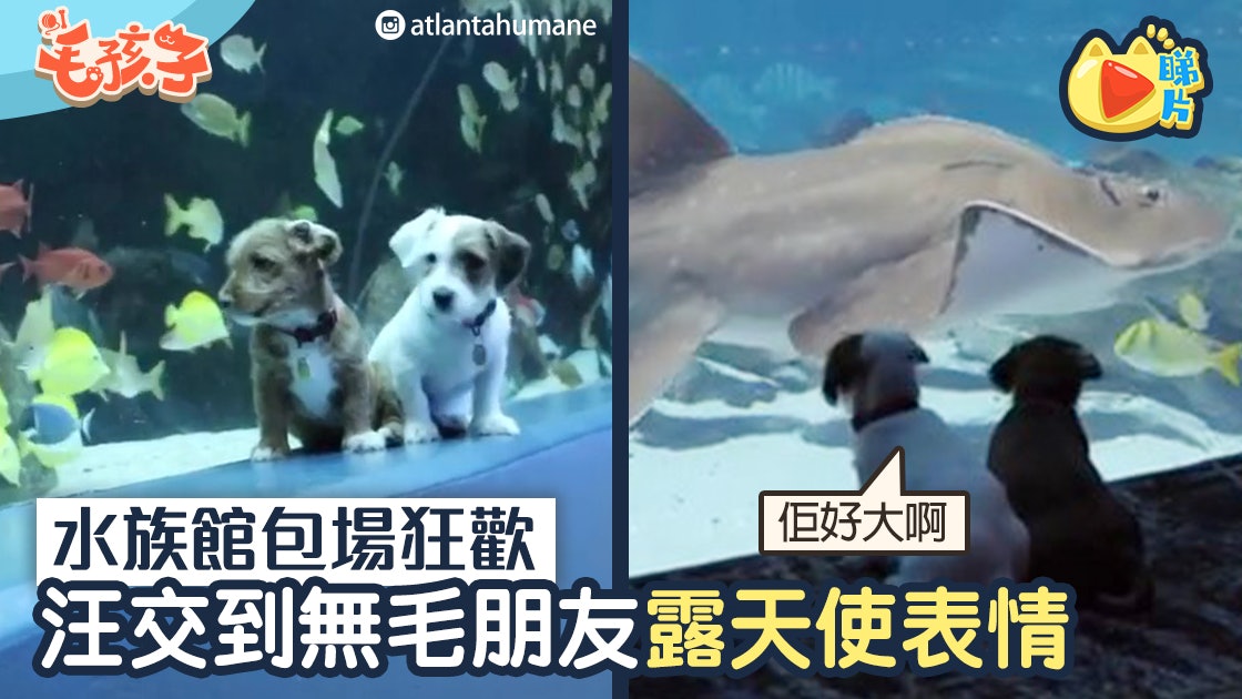【新冠肺炎】包場反轉水族館 兩小狗新識「無毛朋友」露天使表情 【新冠肺炎】包場反轉水族館 兩小狗新識「無毛朋友」露天使表情