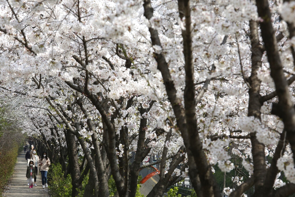 新型冠狀病毒肺炎：韓國疫情持續，4月1日確診個案累計9,786宗。圖為4月1日首爾一個家庭戴着口罩賞櫻。（AP）