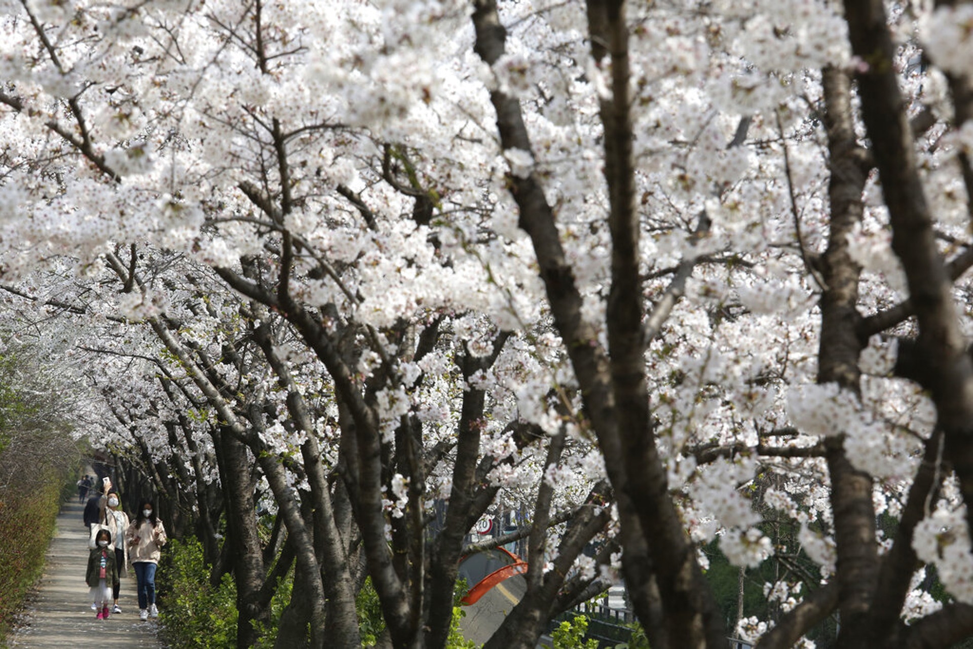 新型冠狀病毒肺炎:韓國疫情持續,4月1日確診個案累計9,786宗。圖為4月1日首爾一個家庭戴着口罩賞櫻。(AP) 新型冠狀病毒肺炎:韓國疫情持續,4月1日確診個案累計9,786宗。圖為4月1日首爾一個家庭戴着口罩賞櫻。(AP)