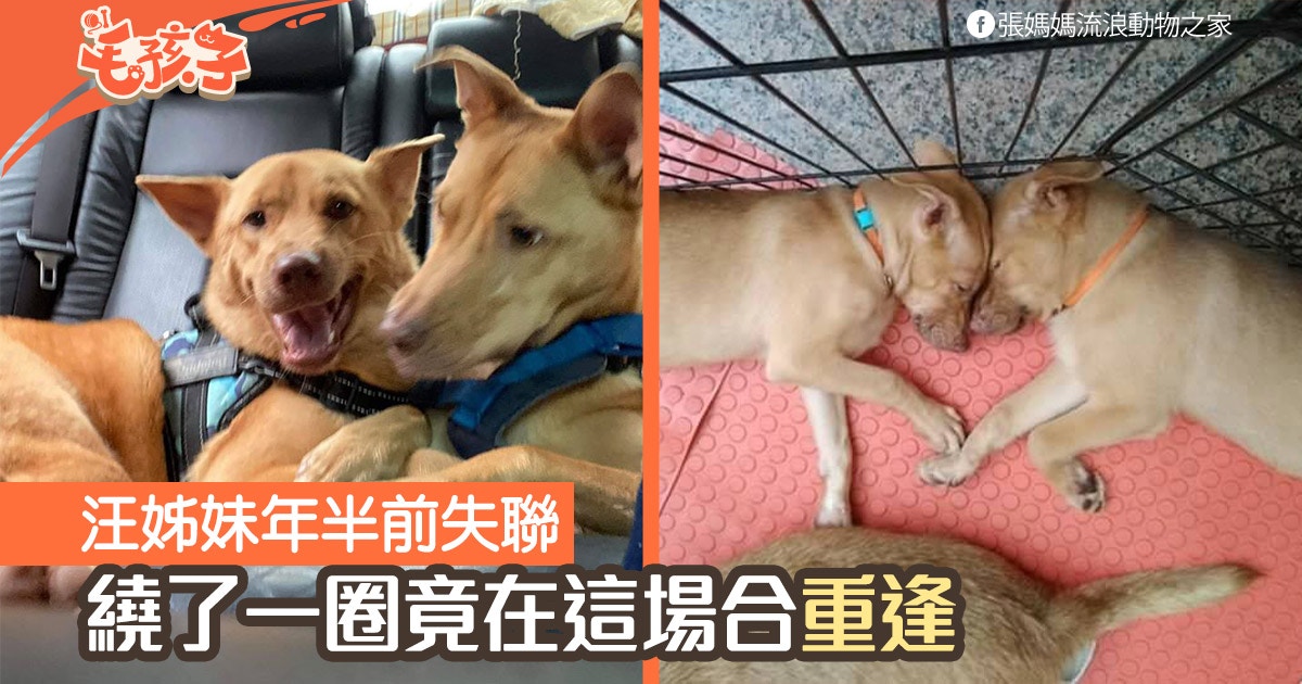 領養狗 唐狗姊妹被逼分開兜了個圈命運兩汪安排重逢 香港01 寵物