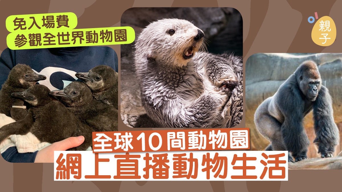 免費入動物園 網上直播了解動物生態走進全球十間人氣動物園