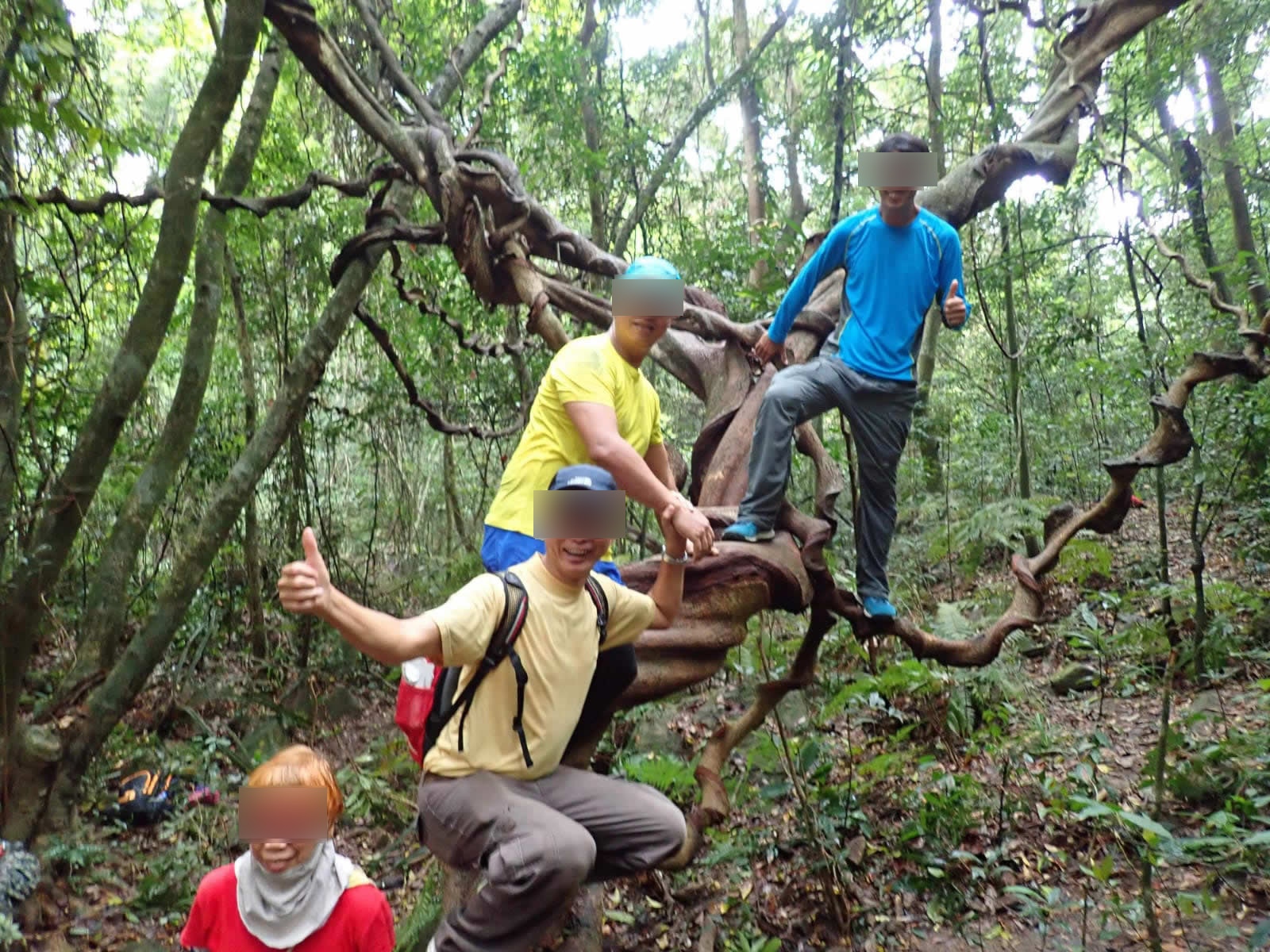 無品行山友將80年古樹變遊樂設施攀爬打卡阿叔扮泰山捉樹藤飛蕩 香港01 熱爆話題