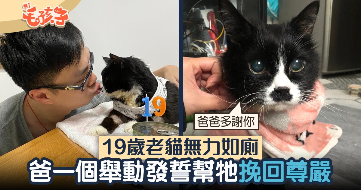 19歲老貓無力站起如廁爸一個舉動保住牠臨終自尊 我知佢都唔想 香港01 寵物