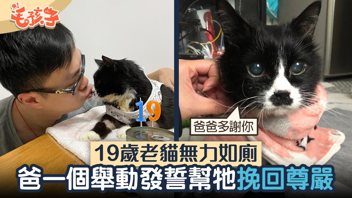 19歲老貓無力站起如廁爸一個舉動保住牠臨終自尊 我知佢都唔想 香港01 寵物