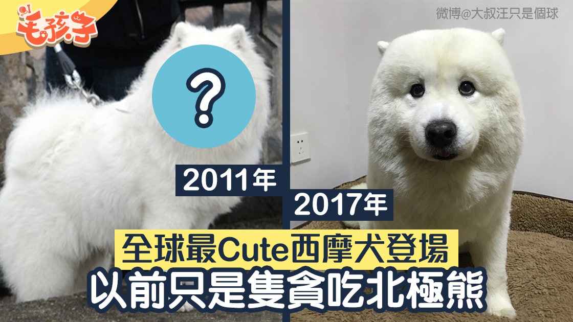 西摩犬外表猶如天使美容師剪毛失手令牠秒變大叔