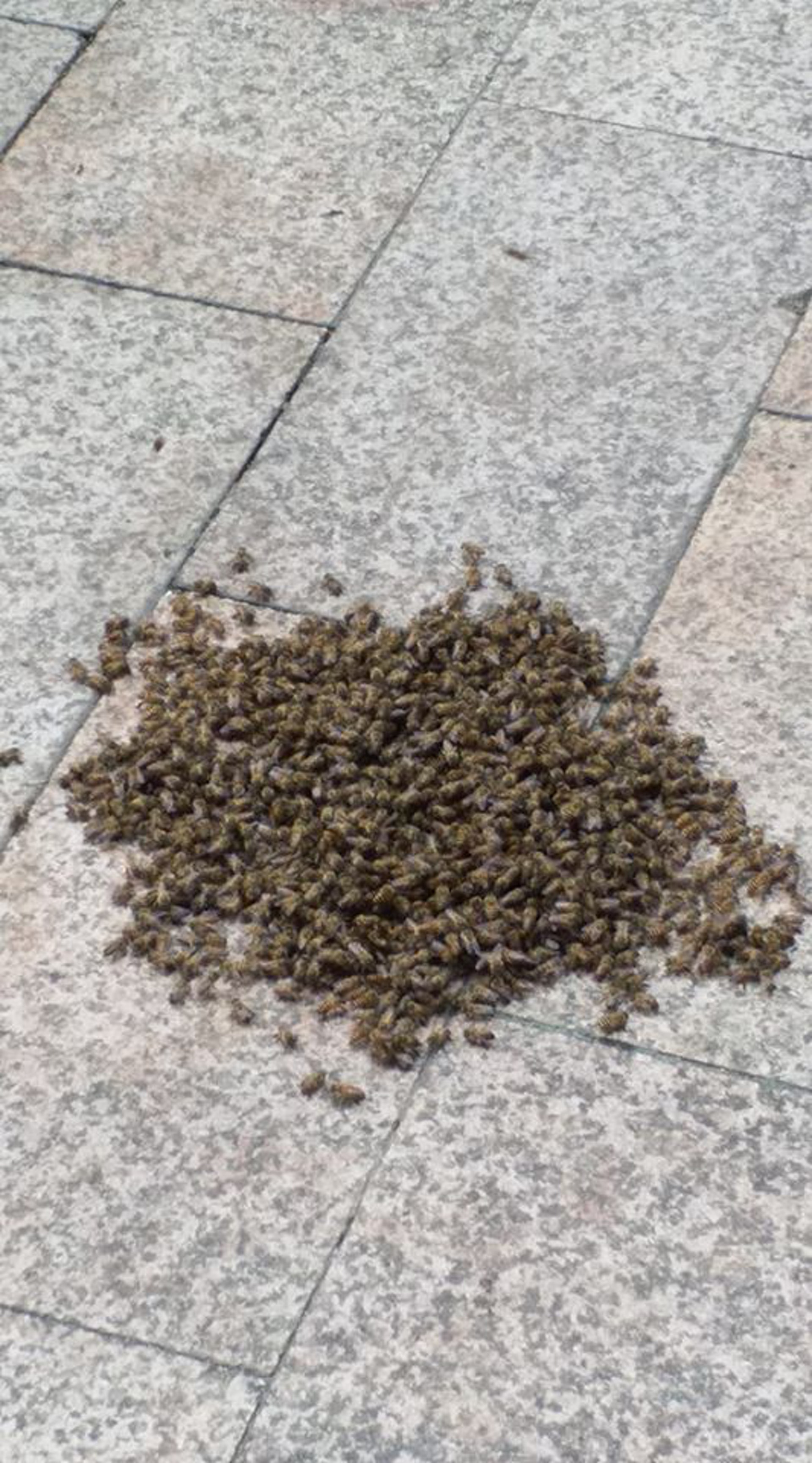 有網民上載照片,指富欣花園旁邊公園的地上有一個蜂巢。(facebook群組「柴灣人柴灣事」圖片) 有網民上載照片,指富欣花園旁邊公園的地上有一個蜂巢。(facebook群組「柴灣人柴灣事」圖片)