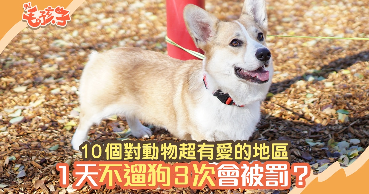 10個超動物保護法的地方　一天遛狗不夠三次會遭罰款