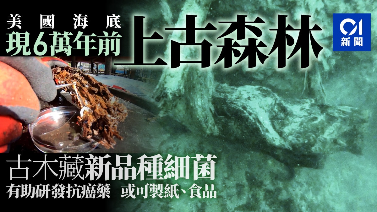 美國上古森林遺蹟發現新品種細菌 或有助研發抗癌藥及可再生燃料 美國上古森林遺蹟發現新品種細菌 或有助研發抗癌藥及可再生燃料