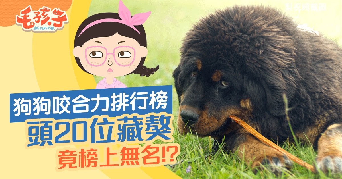 家犬咬合力排行榜　原來可愛的鬆獅狗不容小覷　你家狗狗排第幾？