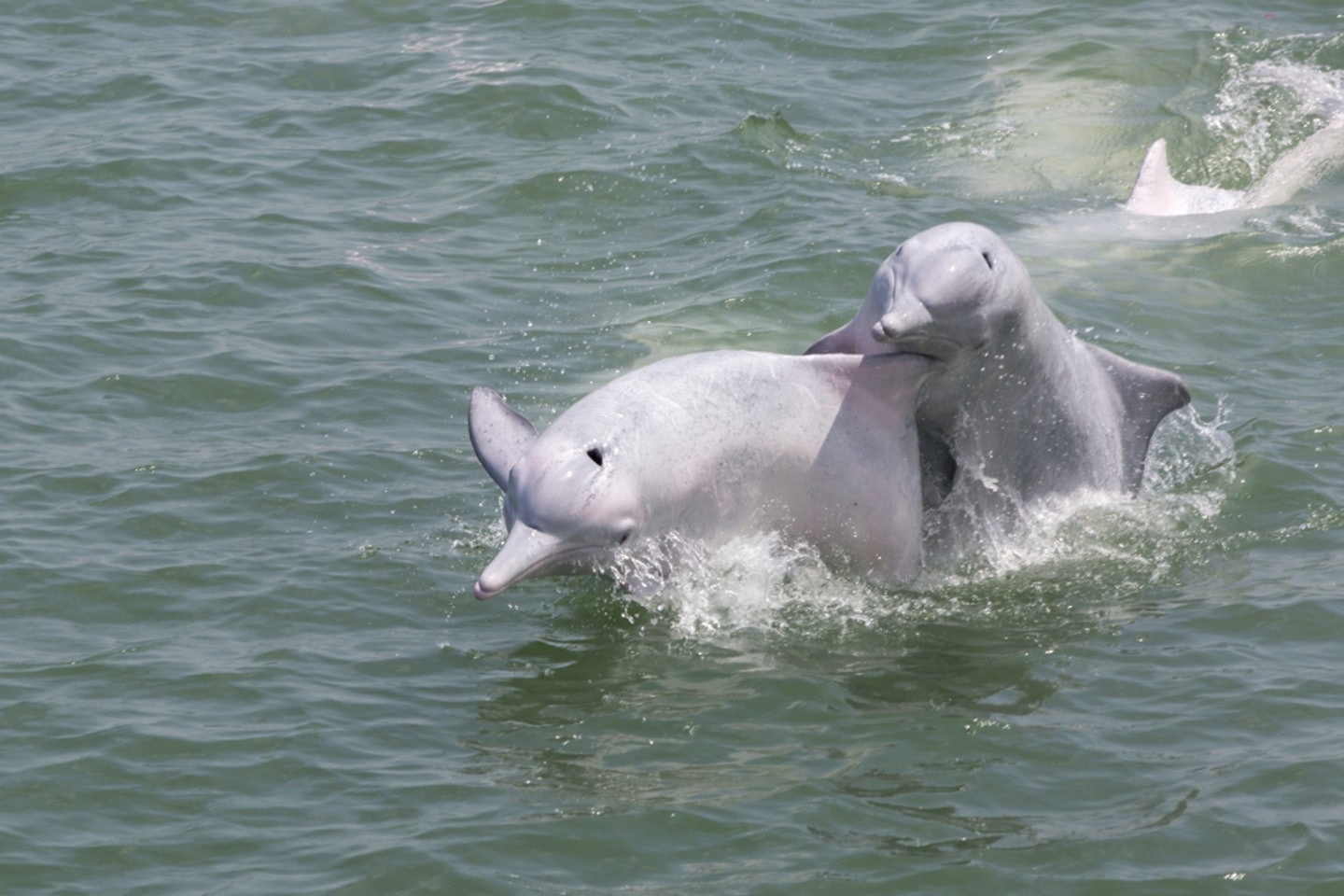 《人民日報》報道稱,港珠澳大橋最終實現環境「零污染」和中華白海豚「零傷亡」。(資料圖片) 《人民日報》報道稱,港珠澳大橋最終實現環境「零污染」和中華白海豚「零傷亡」。(資料圖片)