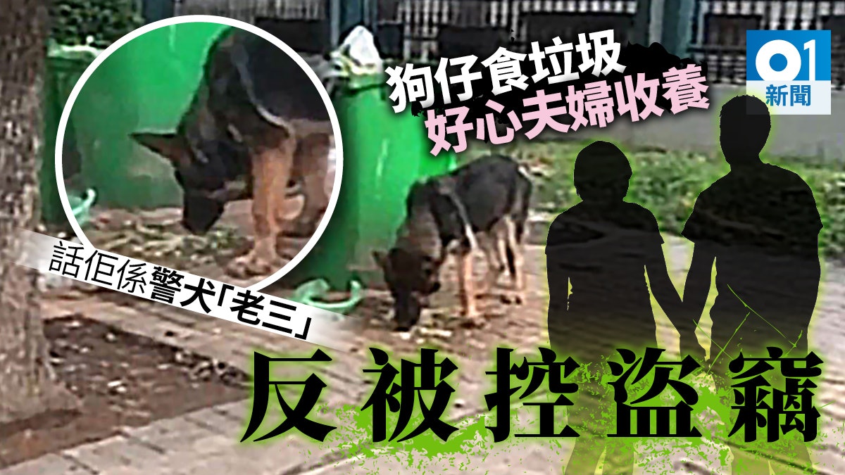 浙江夫婦路遇瘦弱警犬街頭食垃圾 誤當流浪狗帶回家卻被控盜竊 浙江夫婦路遇瘦弱警犬街頭食垃圾 誤當流浪狗帶回家卻被控盜竊