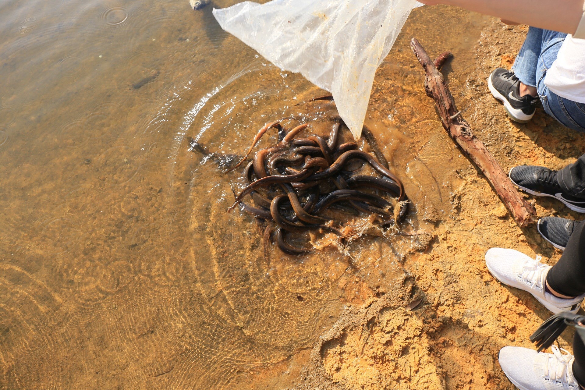 大批黃鱔被放生。(林振華攝) 大批黃鱔被放生。(林振華攝)