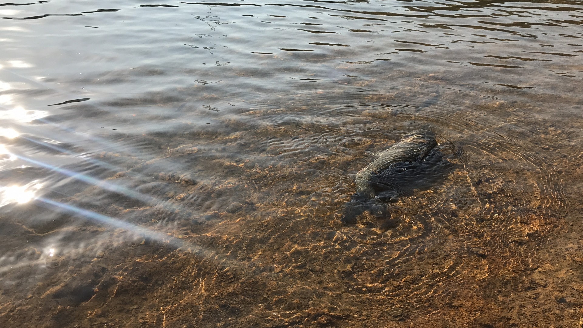 被放生後,有魚兒不幸死亡。(林振華攝) 被放生後,有魚兒不幸死亡。(林振華攝)