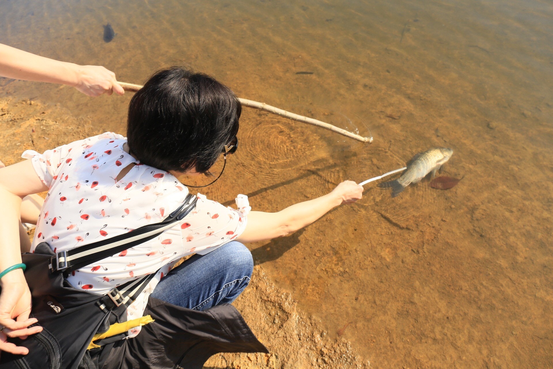 一位女士拿起樹枝,把魚推入深水地方,希望可以讓魚繼續生存。(林振華攝) 一位女士拿起樹枝,把魚推入深水地方,希望可以讓魚繼續生存。(林振華攝)