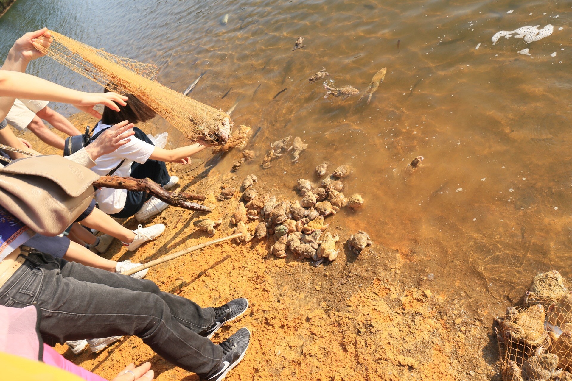 善信在水塘放生淡水龜、田雞等情況(林振華攝) 善信在水塘放生淡水龜、田雞等情況(林振華攝)