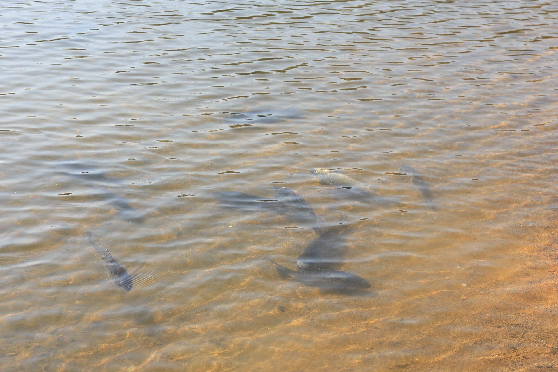 (林振華攝) (林振華攝)