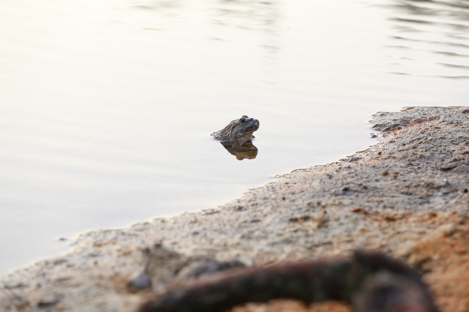 田雞被放生於水塘(林振華攝) 田雞被放生於水塘(林振華攝)