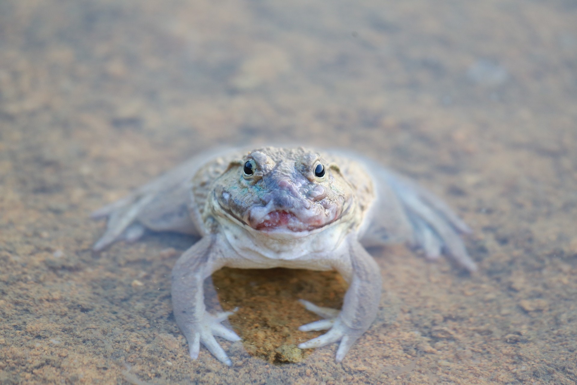 有田雞嘴部受傷。(林振華攝) 有田雞嘴部受傷。(林振華攝)