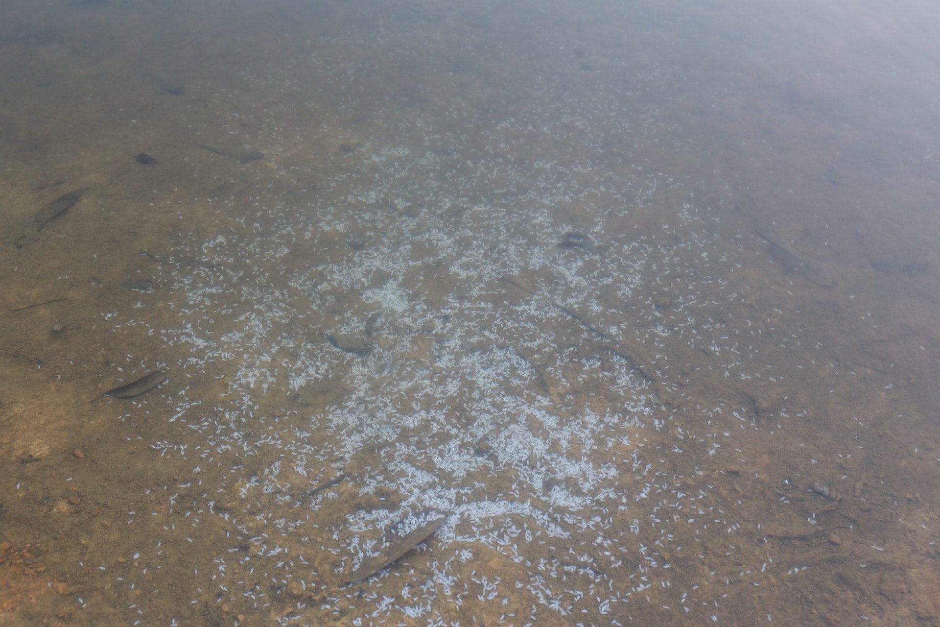 團體所灑的白米仍留在水塘。(林振華攝) 團體所灑的白米仍留在水塘。(林振華攝)