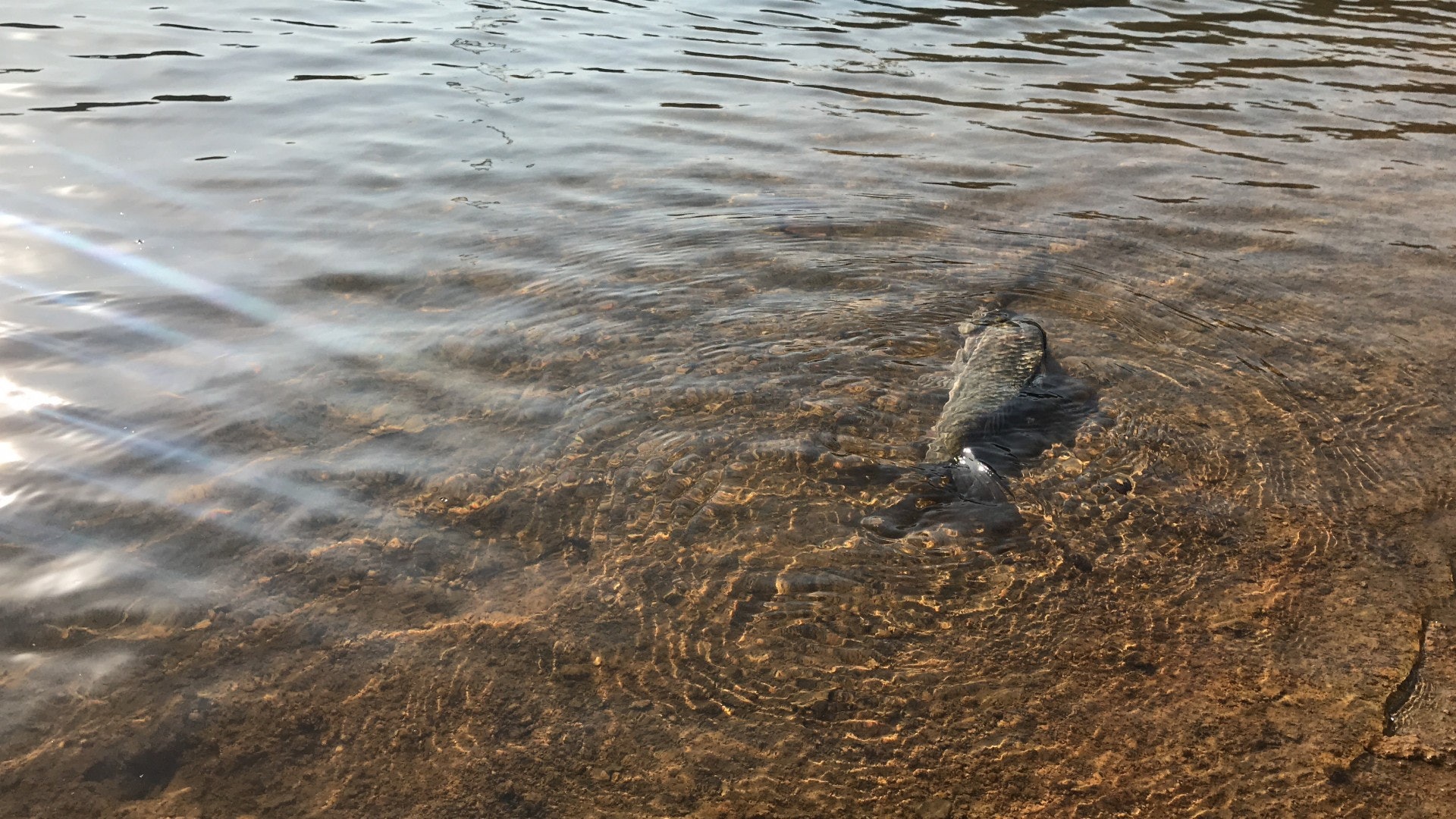 魚兒被放生後不幸死亡。(林振華攝) 魚兒被放生後不幸死亡。(林振華攝)