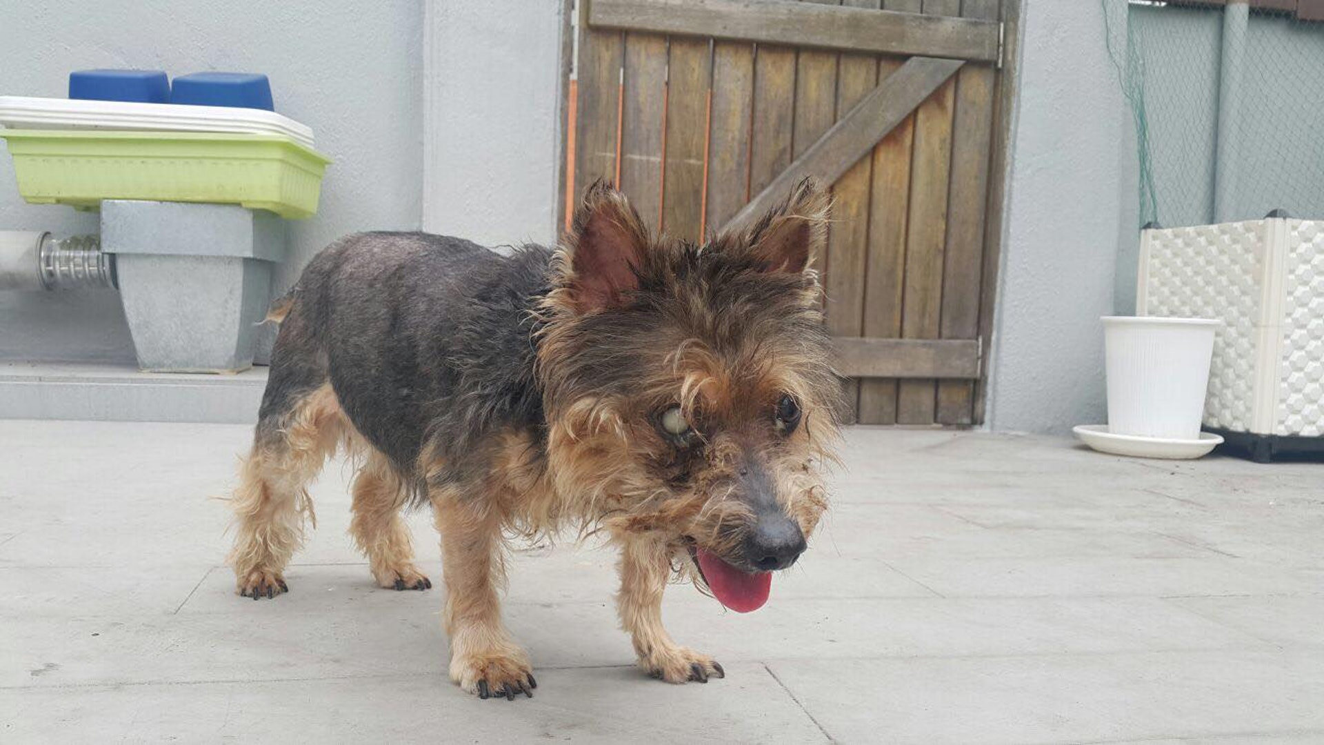 (毛孩守護者@Facebook) (毛孩守護者@Facebook)