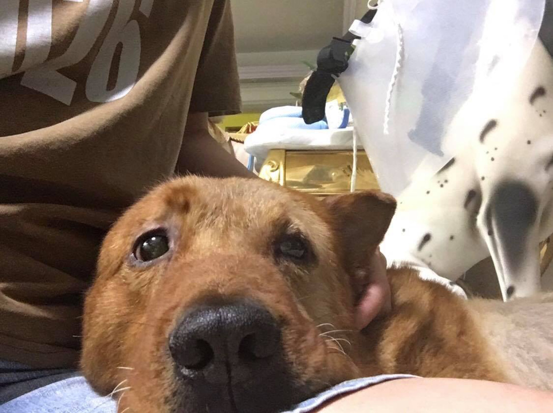 (毛孩守護者@Facebook) (毛孩守護者@Facebook)