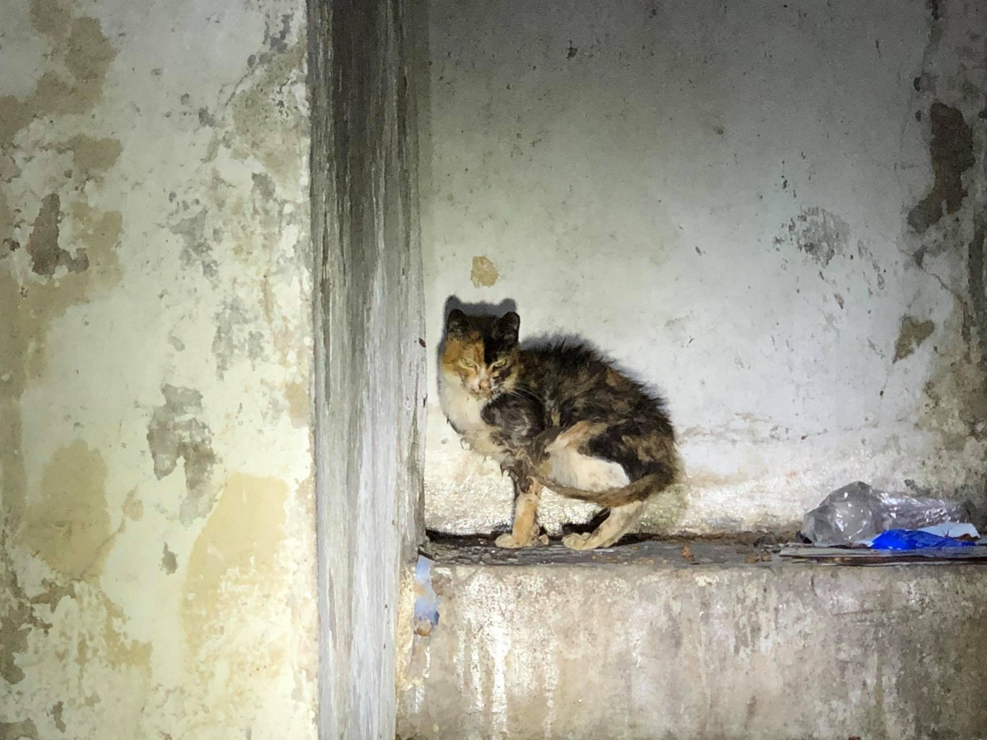 (毛孩守護者@Facebook) (毛孩守護者@Facebook)