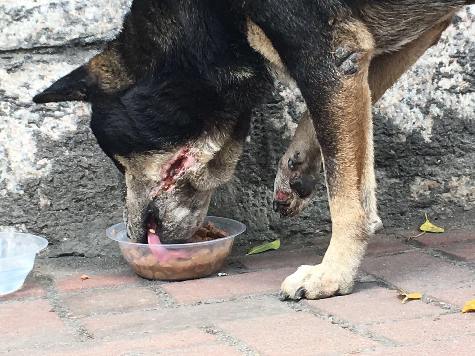 (毛孩守護者@Facebook) (毛孩守護者@Facebook)