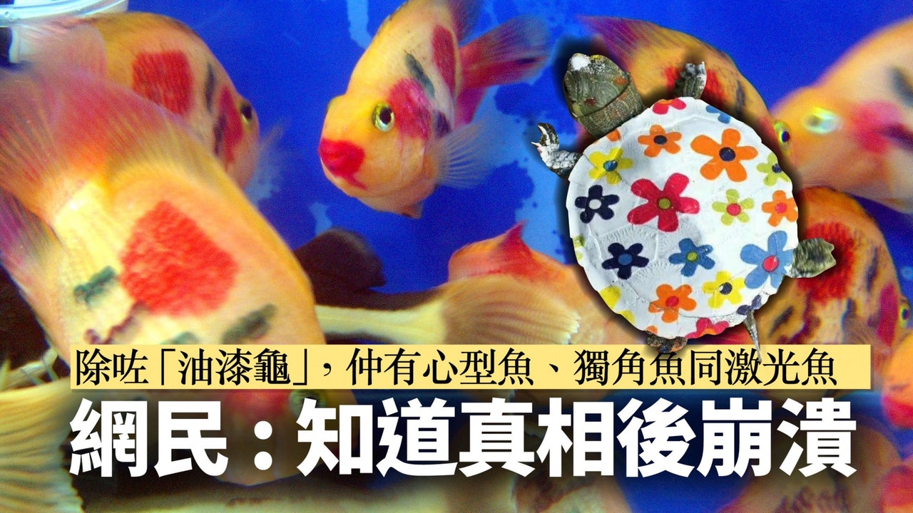 傷心金魚街 動保意識不足金龜紋身魚為市民上了 痛的一課 傷心金魚街 動保意識不足金龜紋身魚為市民上了 痛的一課