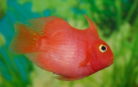 獨角鸚鵡魚(來源:第一農經網) 獨角鸚鵡魚(來源:第一農經網)