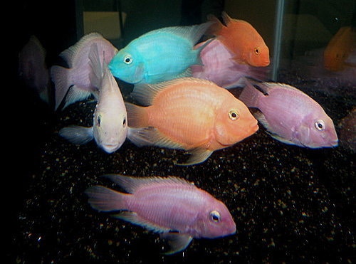 糖果鸚鵡魚(來源:金魚快訊部落格) 糖果鸚鵡魚(來源:金魚快訊部落格)