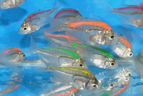 彩色玻璃魚(來源:金魚快訊部落格) 彩色玻璃魚(來源:金魚快訊部落格)