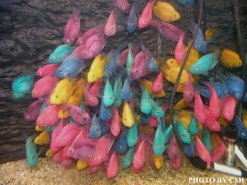 糖果鸚鵡魚(來源:金魚快訊部落格) 糖果鸚鵡魚(來源:金魚快訊部落格)