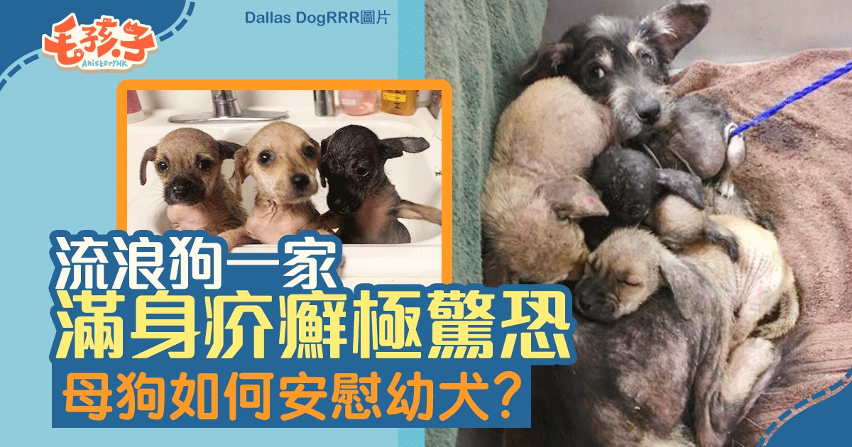 流浪狗1家5口滿身蠕蟲疥癬母狗為讓幼犬鎮定竟然 香港01 寵物