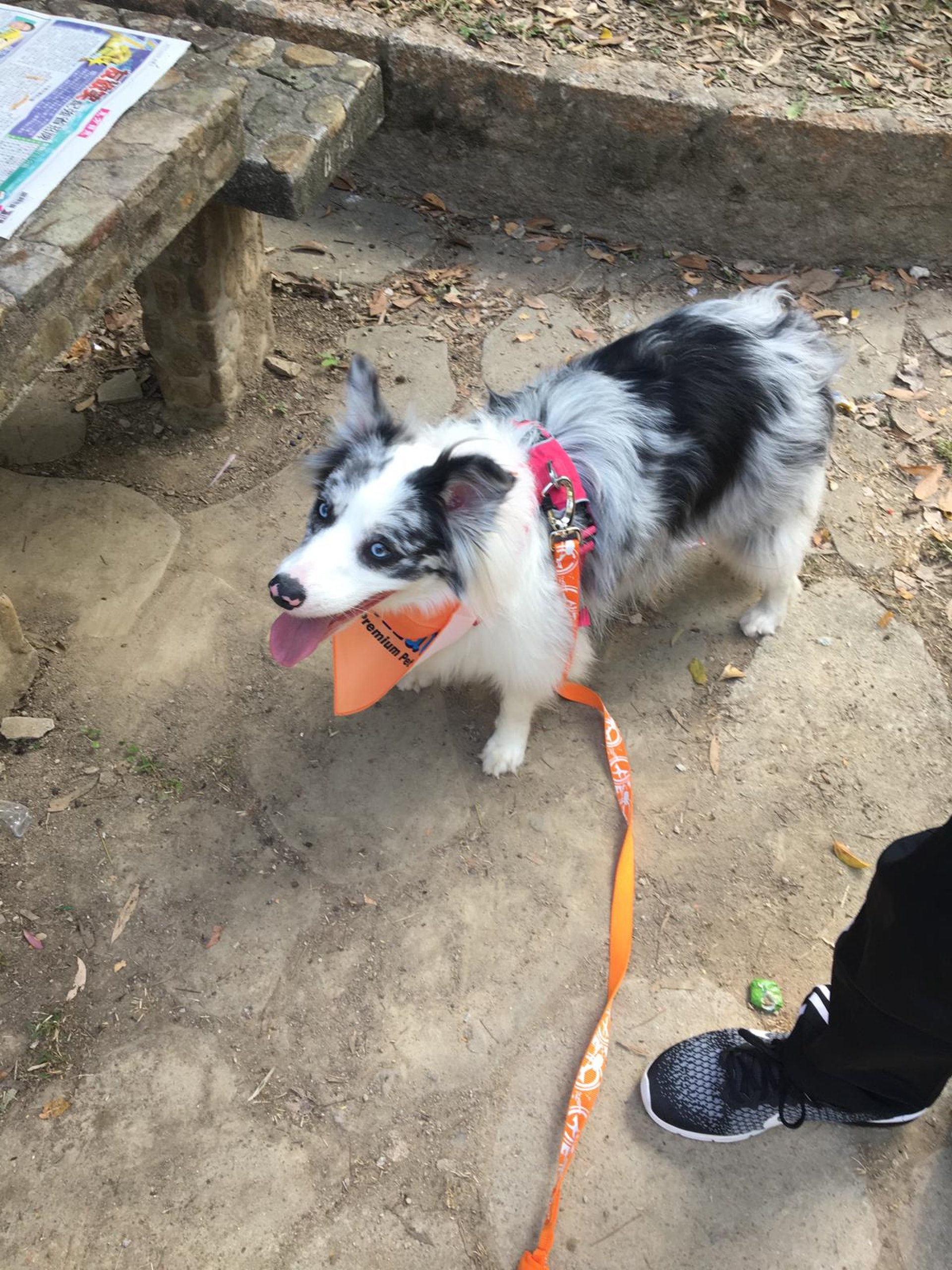 Colly帶領著大家衝向終點。(相片由受訪者提供) Colly帶領著大家衝向終點。(相片由受訪者提供)