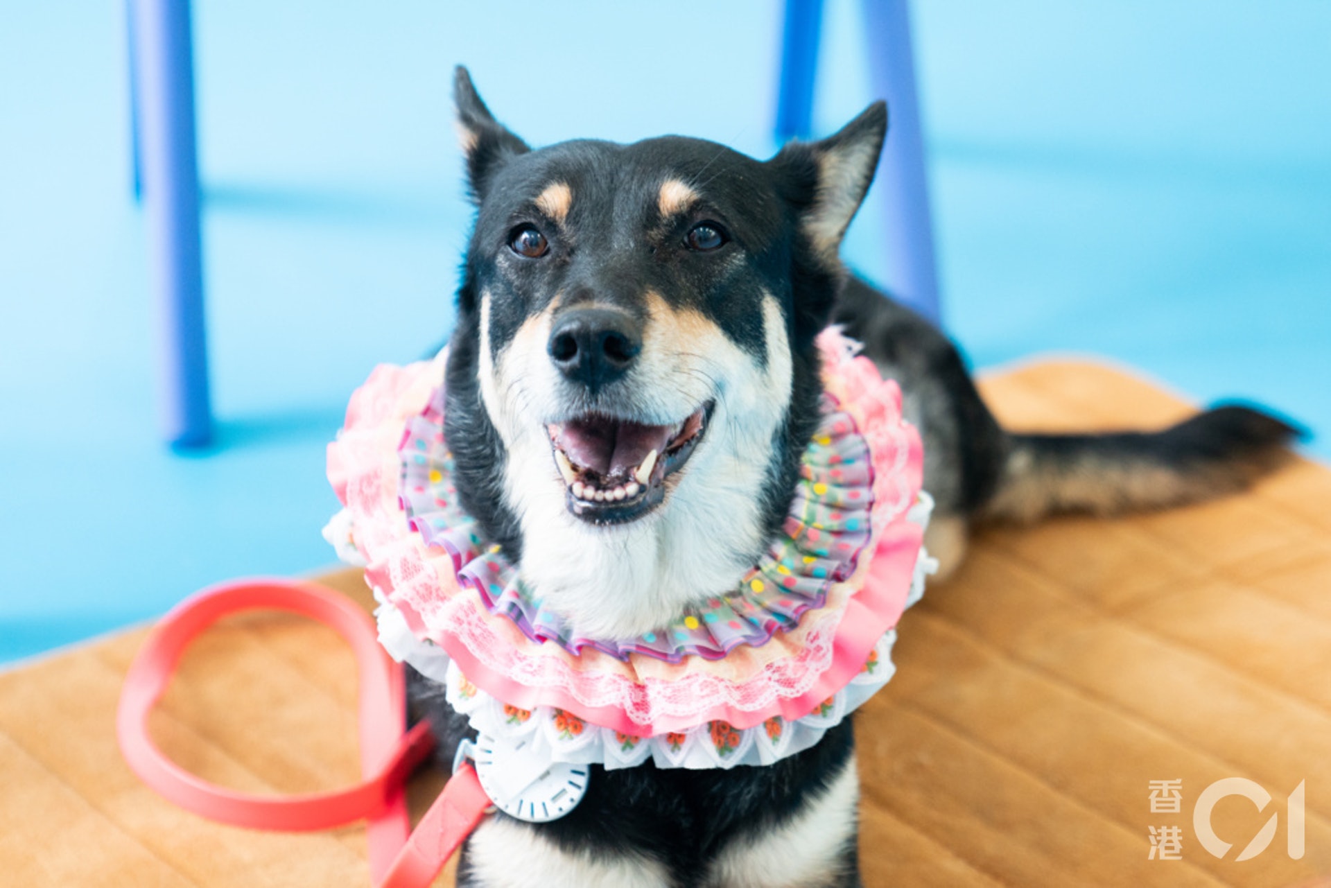 治療犬需要通過面試、評估、培訓及實習,能夠在噪雜環境都能表現安定,才能當「醫生」。(吳鍾坤攝) 治療犬需要通過面試、評估、培訓及實習,能夠在噪雜環境都能表現安定,才能當「醫生」。(吳鍾坤攝)