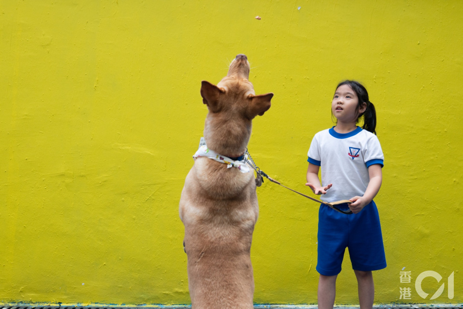 四隻狗狗今天為香港大學社會工作及社會行政學系推出的社交及情緒學習計劃──《童狗有話兒》當義工,計劃按「伴讀犬」的真實故事改編成一系列原創繪本,讓小學生向狗兒說故事。狗狗不會指出孩子的錯處,也不會要孩子重讀,故此他們朗讀自如,提升對閱讀的動機和信心。他們的主人希望讓小朋友從小接觸唐狗,學懂與狗相處的禮儀。(吳鍾坤攝) 四隻狗狗今天為香港大學社會工作及社會行政學系推出的社交及情緒學習計劃──《童狗有話兒》當義工,計劃按「伴讀犬」的真實故事改編成一系列原創繪本,讓小學生向狗兒說故事。狗狗不會指出孩子的錯處,也不會要孩子重讀,故此他們朗讀自如,提升對閱讀的動機和信心。他們的主人希望讓小朋友從小接觸唐狗,學懂與狗相處的禮儀。(吳鍾坤攝)