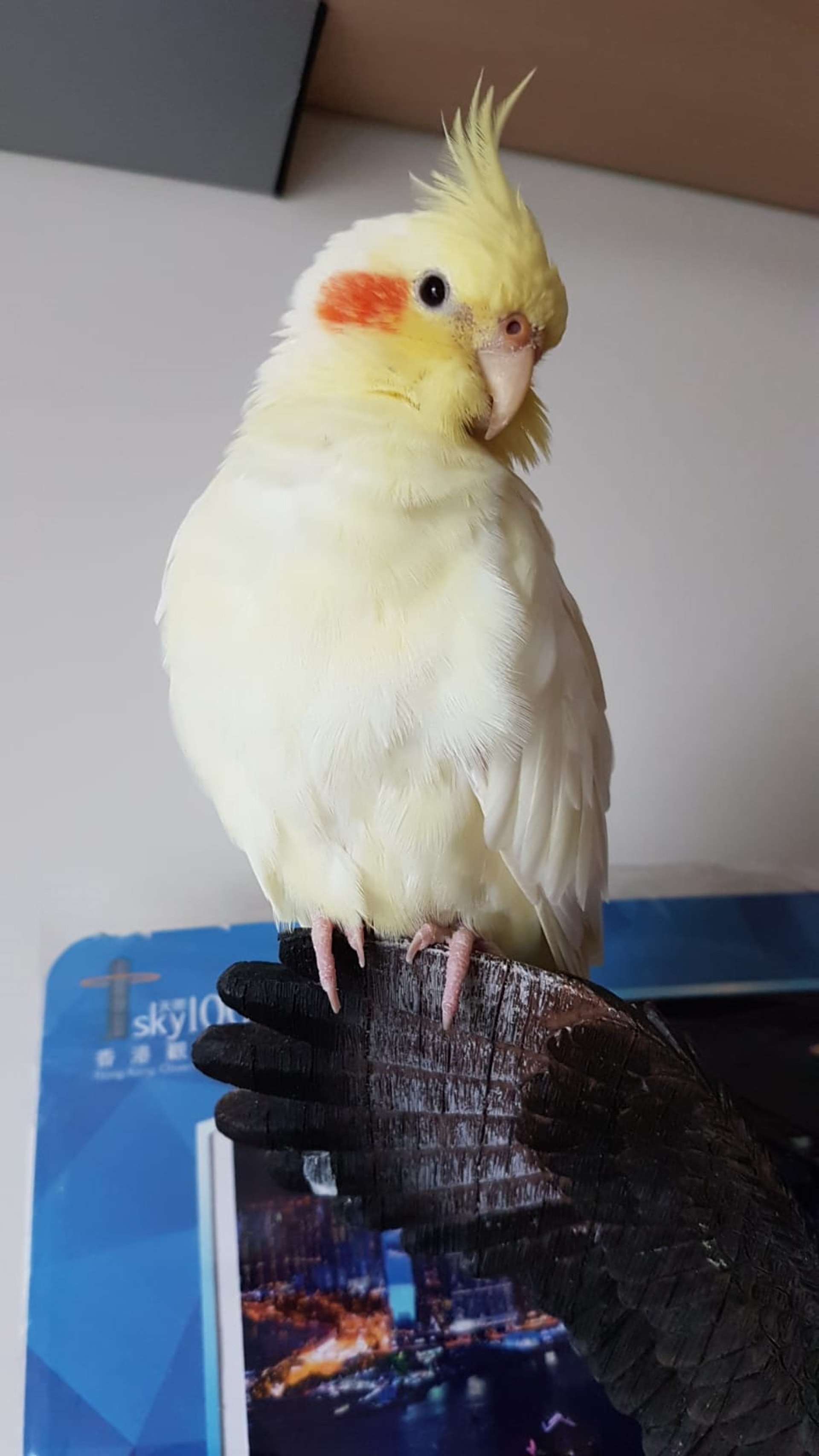 金金是一隻黃化雞尾鸚鵡。(相片由受訪者提供) 金金是一隻黃化雞尾鸚鵡。(相片由受訪者提供)