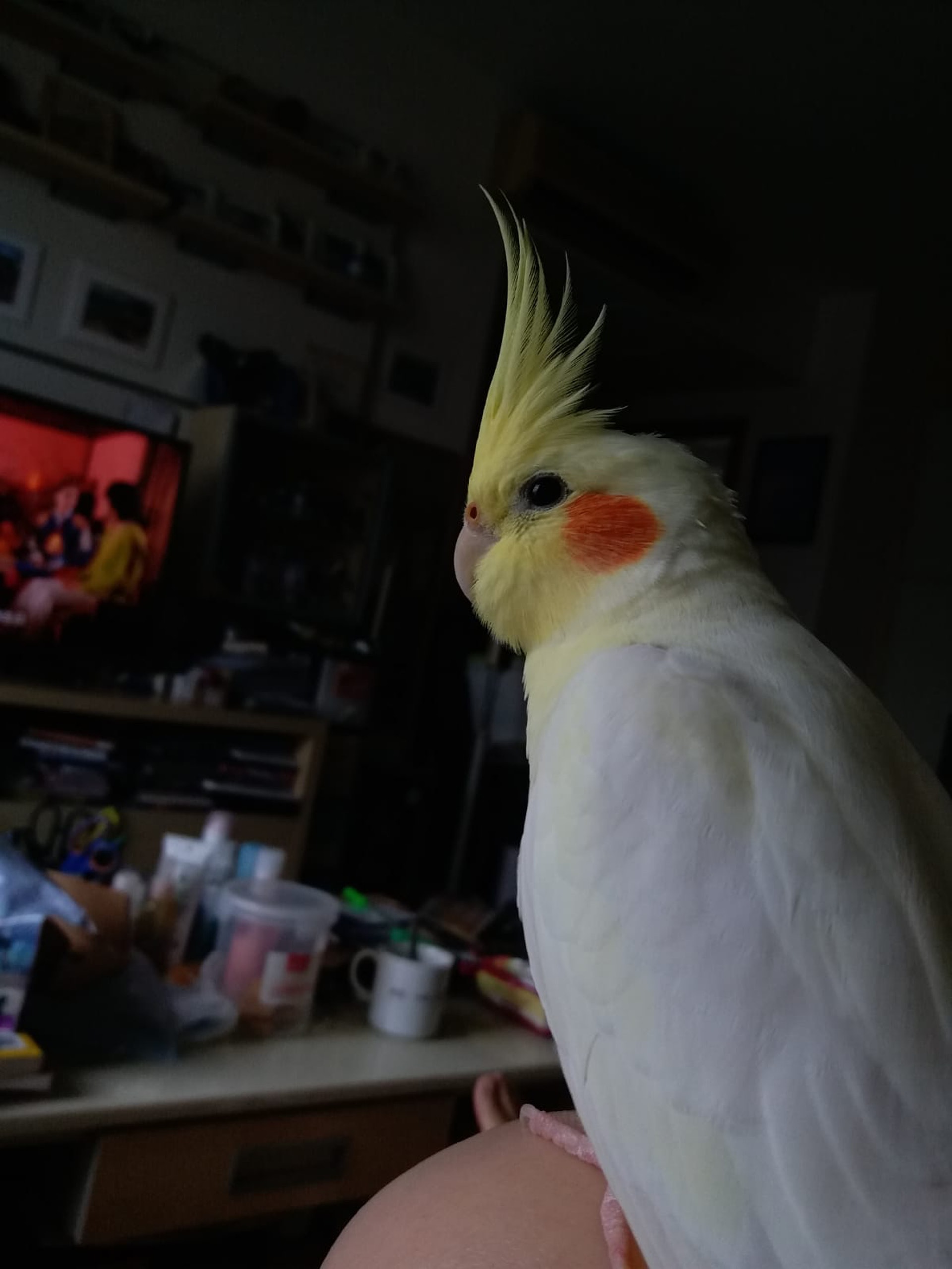 主人Hailey與家人一直不放棄,每天到車站舉牌。(相片由受訪者提供) 主人Hailey與家人一直不放棄,每天到車站舉牌。(相片由受訪者提供)