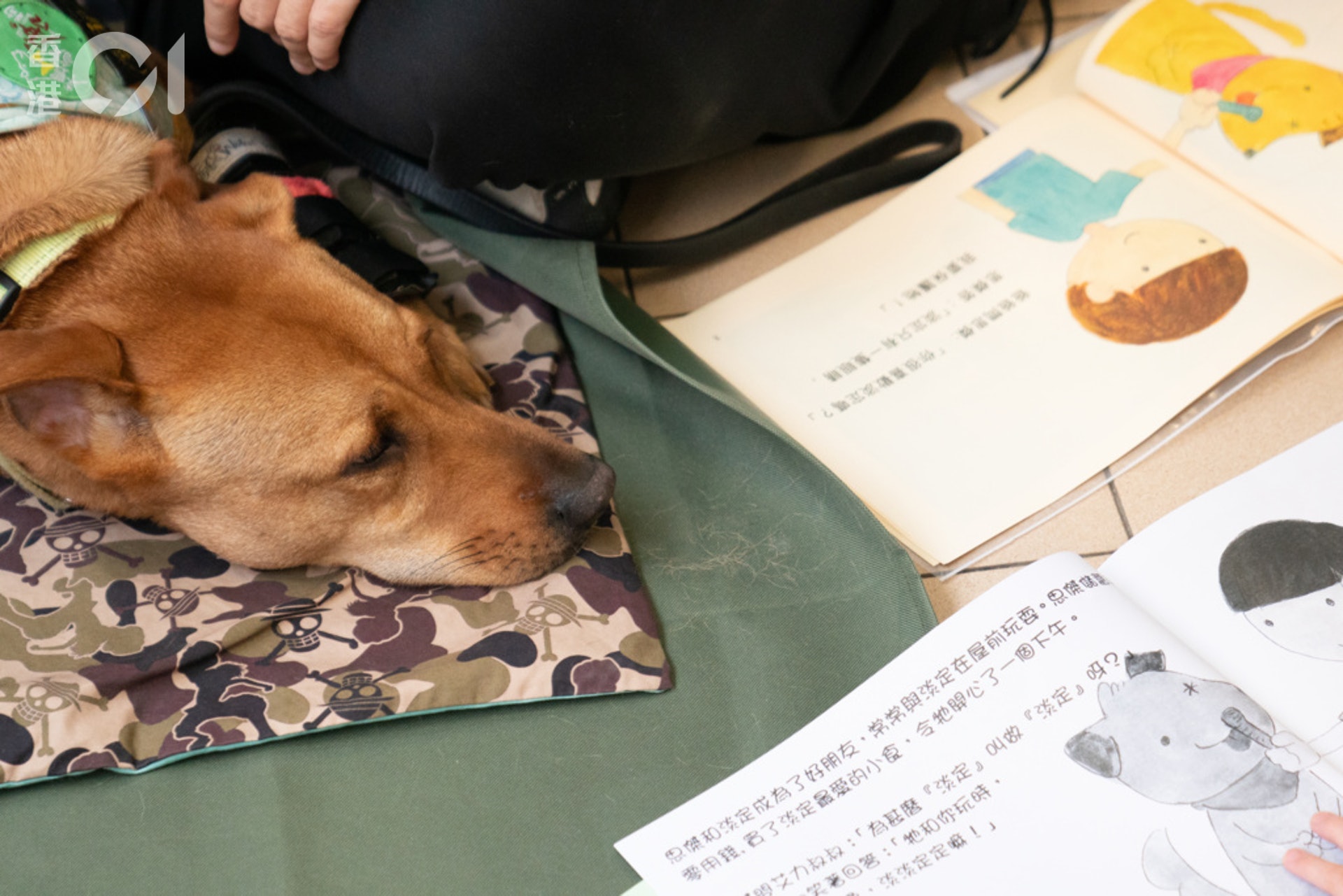 狗狗除了懂賣萌,更能助孩子增加自信;2017年一篇綜合了22份關於兒童及青少年和同伴動物的研究的論文指出,擁有同伴動物的兒童或青少年會有較有高的自信心及較少的孤獨感。此外,部份研究亦指出,同伴動物對兒童及青少年的情緒、認知、學習及社交發展有所脾益。(吳鍾坤攝) 狗狗除了懂賣萌,更能助孩子增加自信;2017年一篇綜合了22份關於兒童及青少年和同伴動物的研究的論文指出,擁有同伴動物的兒童或青少年會有較有高的自信心及較少的孤獨感。此外,部份研究亦指出,同伴動物對兒童及青少年的情緒、認知、學習及社交發展有所脾益。(吳鍾坤攝)