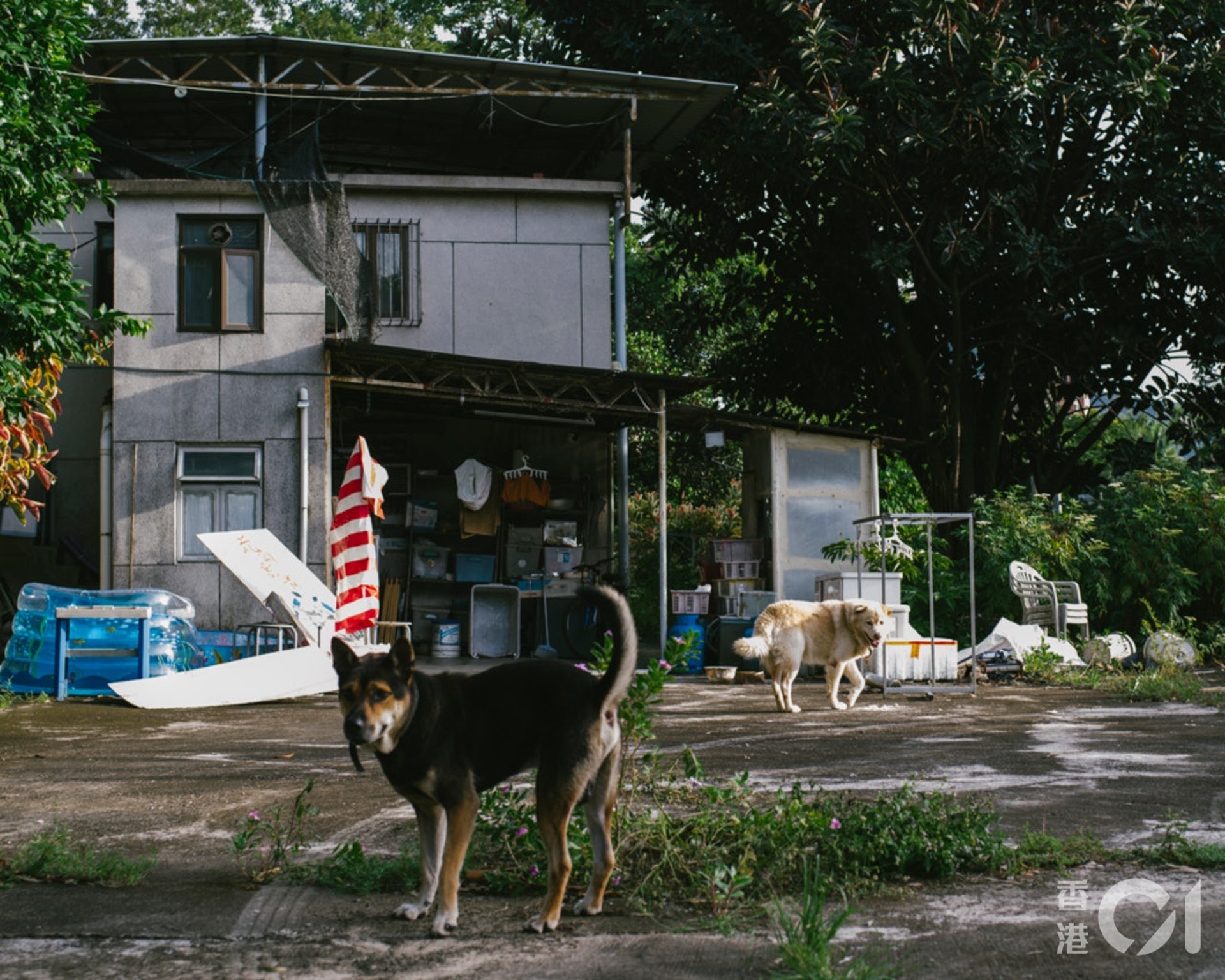 黃蔚澄說:「香港完全不是與動物共融,大家見到野豬、流浪牛呀,只會覺得牠們不應該在存在,覺得牠們霸佔了我們的地方。」(資料圖片) 黃蔚澄說:「香港完全不是與動物共融,大家見到野豬、流浪牛呀,只會覺得牠們不應該在存在,覺得牠們霸佔了我們的地方。」(資料圖片)