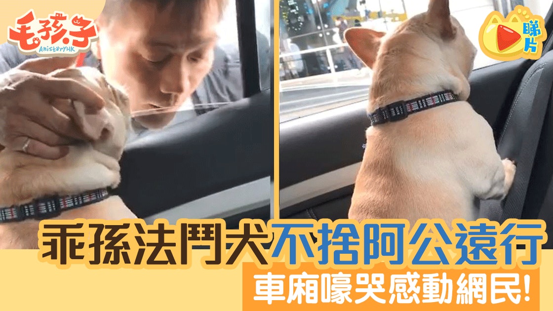忠心法鬥犬目送阿公出國 車廂不捨嚎哭畫面感動網民:真是乖孫 忠心法鬥犬目送阿公出國 車廂不捨嚎哭畫面感動網民:真是乖孫