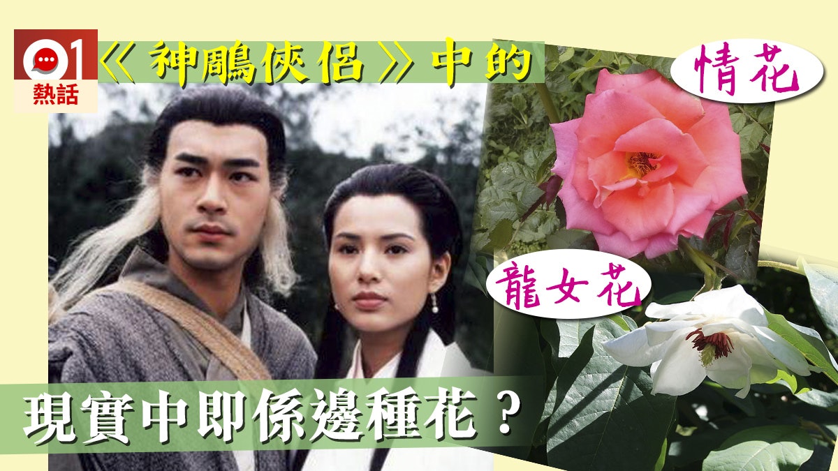 【金庸小說】唔止斷腸草 《神鵰俠侶》情花龍女花原來現實一樣有